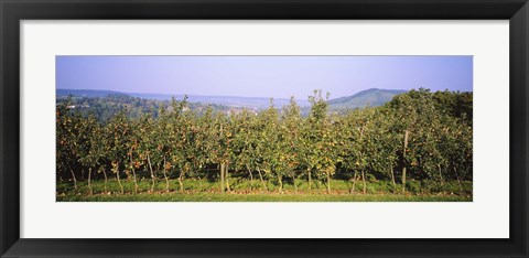 Framed Apple trees in an orchard, Weinsberg, Heilbronn, Stuttgart, Baden-Wurttemberg, Germany Print