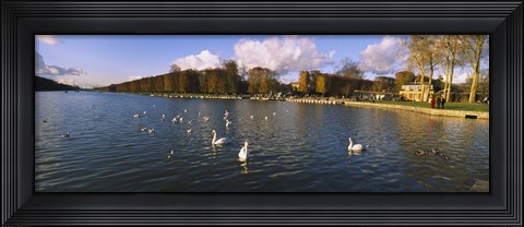 Framed Flock of swans swimming in a lake, Chateau de Versailles, Versailles, Yvelines, France Print