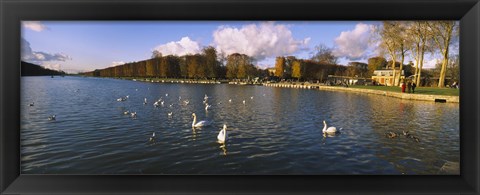 Framed Flock of swans swimming in a lake, Chateau de Versailles, Versailles, Yvelines, France Print