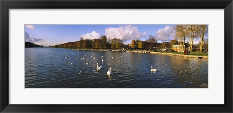 Framed Flock of swans swimming in a lake, Chateau de Versailles, Versailles, Yvelines, France Print