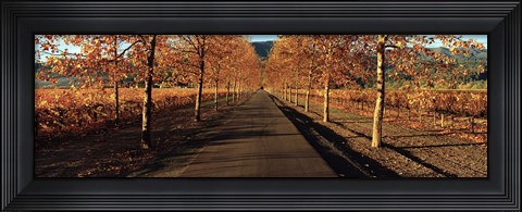 Framed Vineyards along a road, Beaulieu Vineyard, Napa Valley, California, USA Print