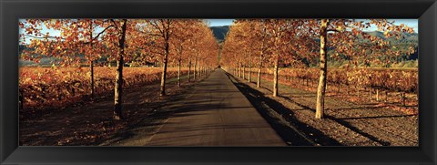 Framed Vineyards along a road, Beaulieu Vineyard, Napa Valley, California, USA Print