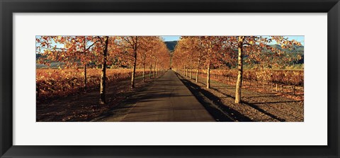 Framed Vineyards along a road, Beaulieu Vineyard, Napa Valley, California, USA Print