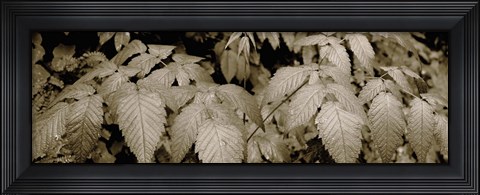 Framed Close-up of leaves, Oswald West State Park, Oregon, USA Print