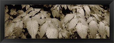 Framed Close-up of leaves, Oswald West State Park, Oregon, USA Print
