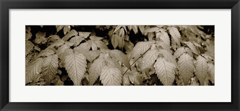 Framed Close-up of leaves, Oswald West State Park, Oregon, USA Print
