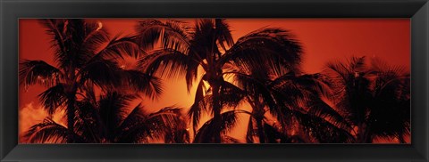 Framed Palm trees at dusk, Kalapaki Beach, Hawaii Print