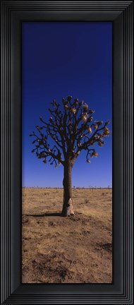 Framed Joshua tree (Yucca brevifolia) in a field, California, USA Print
