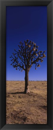 Framed Joshua tree (Yucca brevifolia) in a field, California, USA Print