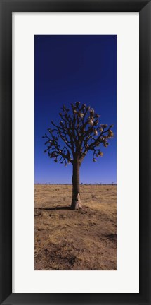 Framed Joshua tree (Yucca brevifolia) in a field, California, USA Print