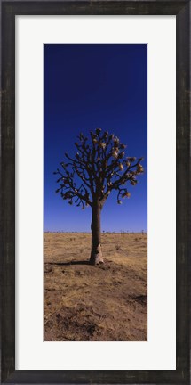 Framed Joshua tree (Yucca brevifolia) in a field, California, USA Print