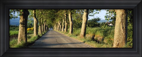 Framed Trees along a road, Vaucluse, Provence, France Print