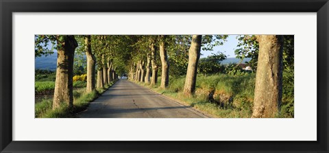 Framed Trees along a road, Vaucluse, Provence, France Print