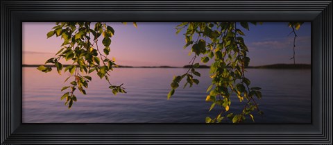Framed Close-up of leaves of a birch tree, Joutseno, Southern Finland, South Karelia, Finland Print