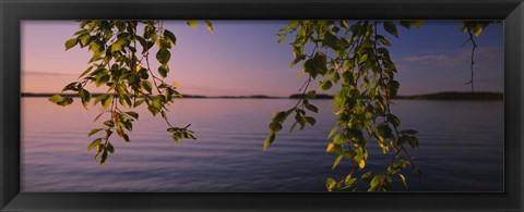 Framed Close-up of leaves of a birch tree, Joutseno, Southern Finland, South Karelia, Finland Print