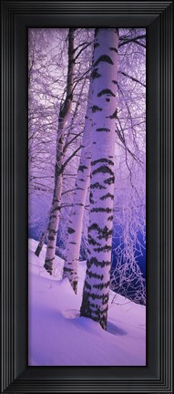 Framed Birch trees at the frozen riverside, Vuoksi River, Imatra, Finland Print