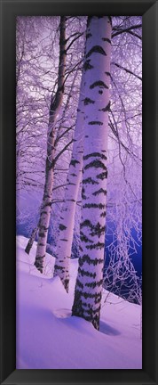 Framed Birch trees at the frozen riverside, Vuoksi River, Imatra, Finland Print