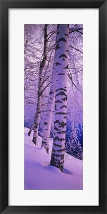 Framed Birch trees at the frozen riverside, Vuoksi River, Imatra, Finland Print