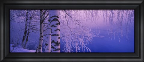 Framed Birch tree at a riverside, Vuoksi River, Imatra, Finland Print