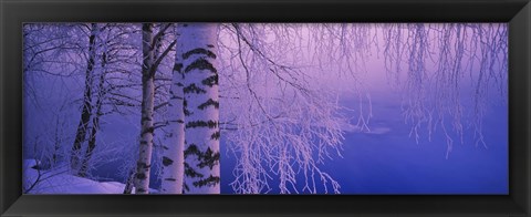 Framed Birch tree at a riverside, Vuoksi River, Imatra, Finland Print