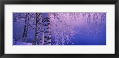 Framed Birch tree at a riverside, Vuoksi River, Imatra, Finland Print