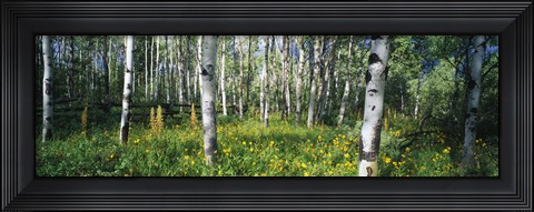 Framed Field of Rocky Mountain Aspens Print