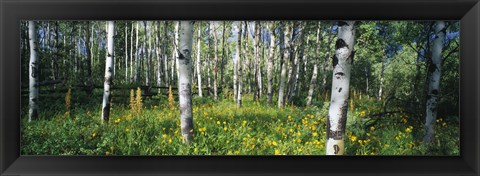 Framed Field of Rocky Mountain Aspens Print