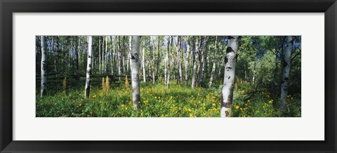 Framed Field of Rocky Mountain Aspens Print