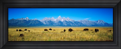 Framed Field of Bison with mountains in background, Grand Teton National Park, Wyoming, USA Print