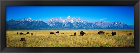 Framed Field of Bison with mountains in background, Grand Teton National Park, Wyoming, USA Print