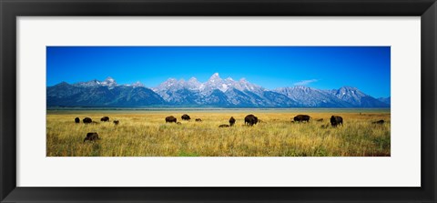 Framed Field of Bison with mountains in background, Grand Teton National Park, Wyoming, USA Print