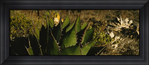 Framed Close-up of an aloe vera plant, Baja California, Mexico Print