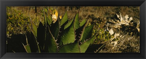 Framed Close-up of an aloe vera plant, Baja California, Mexico Print