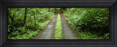 Framed Lush foliage lining a wet driveway, Bainbridge Island, Washington, USA Print
