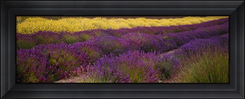 Framed Lavender and Yellow Flower fields, Sequim, Washington, USA Print