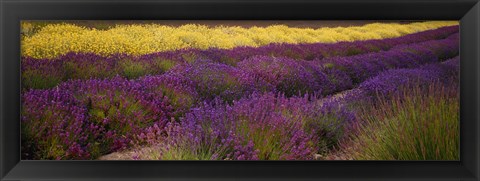 Framed Lavender and Yellow Flower fields, Sequim, Washington, USA Print