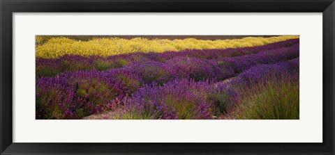 Framed Lavender and Yellow Flower fields, Sequim, Washington, USA Print