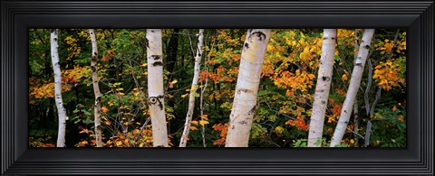 Framed Birch trees in a forest, New Hampshire, USA Print
