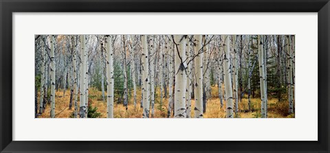 Framed Aspen trees in a forest, Alberta, Canada Print