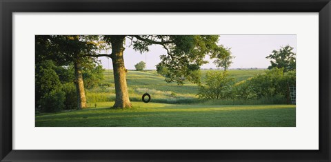 Framed Tire swing on a tree Print