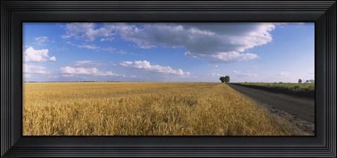 Framed Wheat crop in a field, North Dakota, USA Print