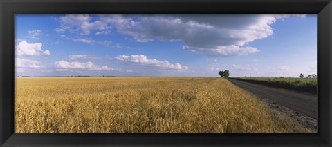 Framed Wheat crop in a field, North Dakota, USA Print