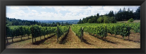 Framed Vineyard on a landscape, Adelsheim Vineyard, Newberg, Willamette Valley, Oregon, USA Print