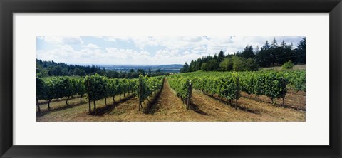 Framed Vineyard on a landscape, Adelsheim Vineyard, Newberg, Willamette Valley, Oregon, USA Print