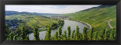 Framed Vineyards along a river, Moselle River, Mosel-Saar-Ruwer, Germany Print