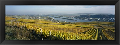 Framed Vineyards near a town, Rudesheim, Rheingau, Germany Print