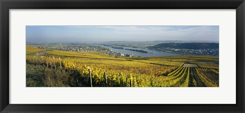 Framed Vineyards near a town, Rudesheim, Rheingau, Germany Print