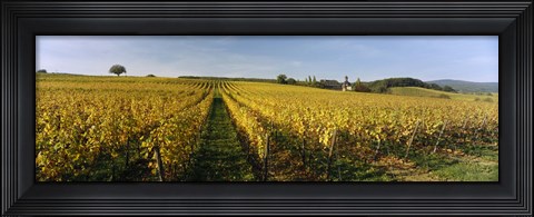 Framed Panoramic view of vineyards, Schloss Vollrads, Johannisberg, Oestrich-Winkel, Rheingau, Germany Print