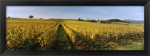 Framed Panoramic view of vineyards, Schloss Vollrads, Johannisberg, Oestrich-Winkel, Rheingau, Germany Print