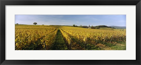 Framed Panoramic view of vineyards, Schloss Vollrads, Johannisberg, Oestrich-Winkel, Rheingau, Germany Print